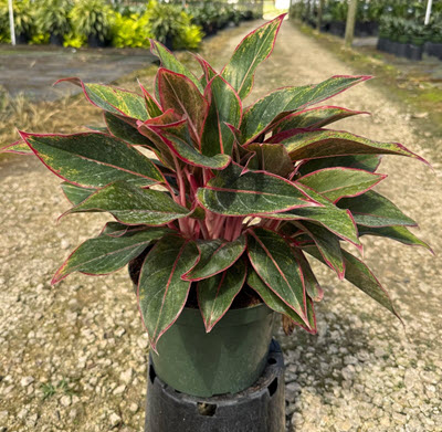 8" Aglaonema Creta  